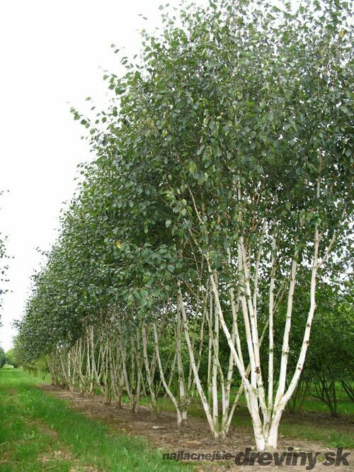 Breza himalájska Doorenbos viackmenná (3-5 kmeňov) výška 180/220 cm, v kvetináči Betula Utilis Doorenbos