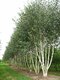 Breza himalájska Doorenbos viackmenná (3-5 kmeňov) výška 180/220 cm, v kvetináči Betula Utilis Doorenbos