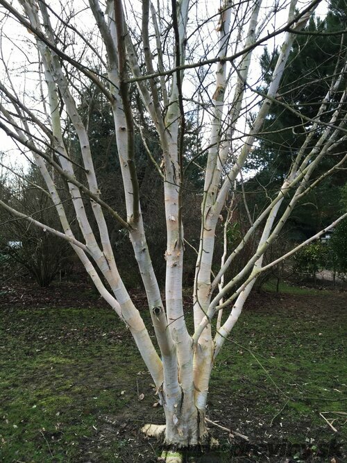 Breza himalájska Doorenbos viackmenná (3-5 kmeňov) výška 180/220 cm, v kvetináči Betula Utilis Doorenbos