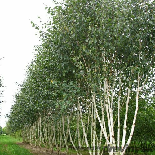 Breza himalájska Doorenbos viackmenná (3-5 kmeňov) výška 180/220 cm, v kvetináči Betula Utilis Doorenbos