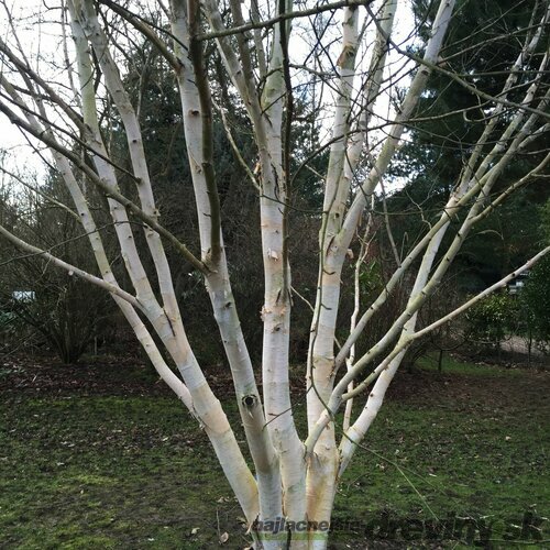 Breza himalájska Doorenbos viackmenná, výška 180/220 cm, v kvetináči Betula Utilis Doorenbos