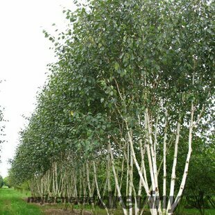 Breza himalájska Doorenbos viackmenná, výška 180/220 cm, v kvetináči Betula Utilis Doorenbos