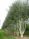 Breza himalájska Doorenbos viackmenná, výška 180/220 cm, v kvetináči Betula Utilis Doorenbos