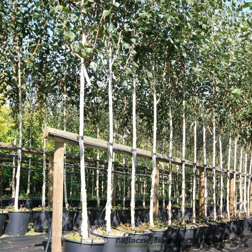 Breza himalájska jacquemontii 180/220 cm, v črepníku Betula Jacquemontii