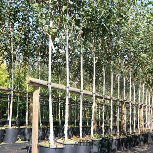 Breza jacquemontii 180/220 cm, v črepníku Betula Jacquemontii