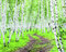 Breza jacquemontii, výška 180/220 cm, v črepníku 7,5l Betula Jacquemontii