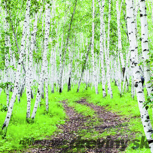 Breza jacquemontii, výška 180/220 cm, v črepníku 7,5l Betula Jacquemontii