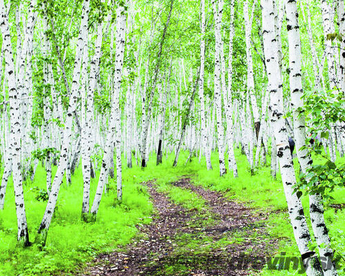 Breza jacquemontii, výška 180/220 cm, v črepníku 7,5l Betula Jacquemontii
