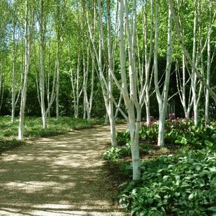 Breza jacquemontii, výška 300/350 cm, obvod kmienka 8/10 cm, v črepníku Betula Jacquemontii