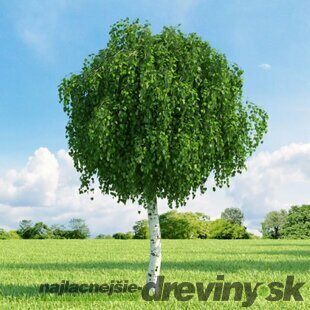 Breza Magical Globe, na kmienku 180 cm, v črepníku Betula pendula magical globe