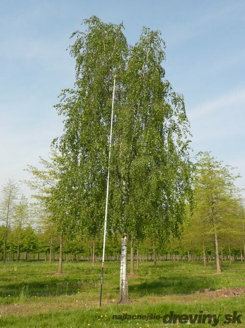 Breza previsnutá Pendula, výška 160/180 cm, v črepníku Betula pendula