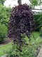 Breza previsnutá purpurová, 150/200 cm, v črepníku Betula pendula purpurea
