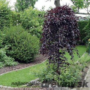 Breza previsnutá purpurová, výška 250/350 cm, obvod 8/10 cm, v črepníku 50l Betula pendula purpurea