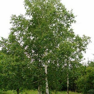Breza previsnutá Youngi 250/300 cm, v črepníku Betula pendula Youngi