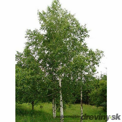 Breza previsnutá Youngi 250/300 cm, v črepníku Betula pendula Youngi