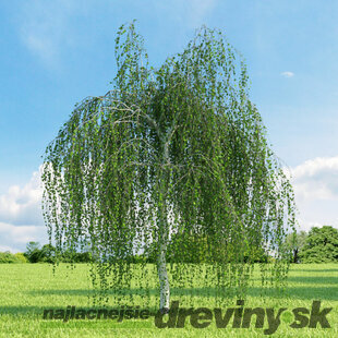 Breza previsnutá Youngii na kmienku, výška 150/170 cm, v črepníku 5l Betula pendula Youngii