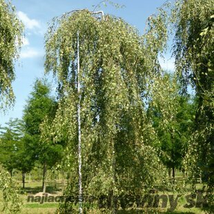 Breza previsnutá Youngii, výška 280/320 cm, v črepníku 20l Betula pendula Youngii