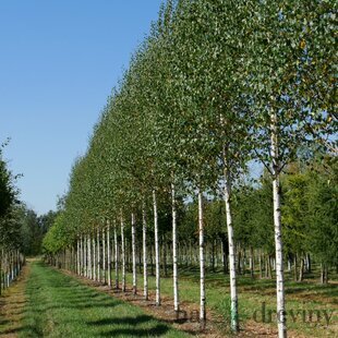 Breza Zwitsers Glorie 400+ cm, v črepníku Betula Zwitsers Glorie
