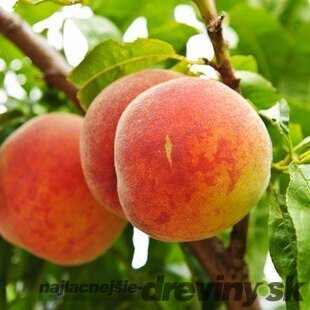 Broskyňa Harnas, výška 140/180 cm,1-ročná, podpník broskyňa Rakoniewicka, voľnokorenná Prunus persica Harnas