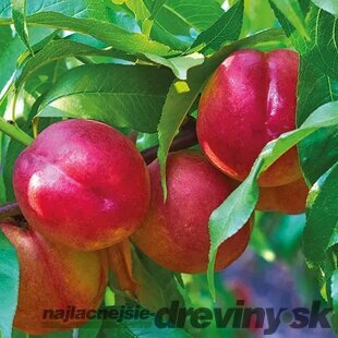 Broskyňa Independence výška 200/250 cm obvod 8/10 cm, už rodiaca v črepníku, podpník Alycza Prunus persica