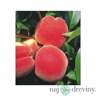 Broskyňa Inka 80/120 cm, v črepníku Prunus persica Inka