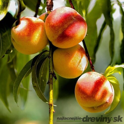 Broskyňa Inka, výška 140/180 cm, neskorá, voľnokorenná, podpník Broskyňa Rakonievická Prunus persica Inka