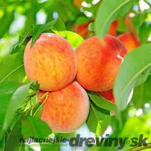 Broskyňa poloskorá  RELIANCE, výška 160/180 cm, v črepníku, podpník Alycza Prunus persica Reliance