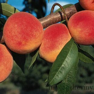 Broskyňa Redhaven 80/120 cm, v črepníku Prunus persica Redhaven