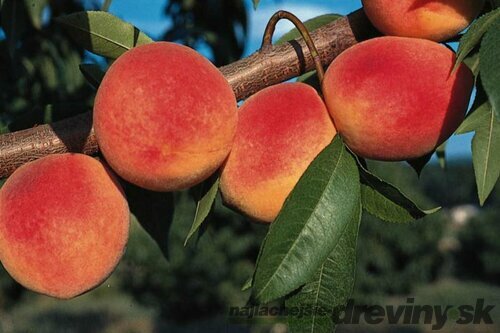 Broskyňa Redhaven, výška 150/180 cm, v črepníku 7,5l Prunus persica Redhaven