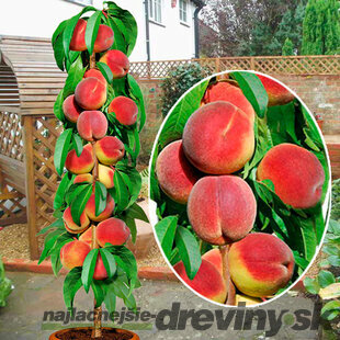 Broskyňa Redheaven, výška 100/150 cm, v črepníku, podpník Alycza Prunus persica Redheaven