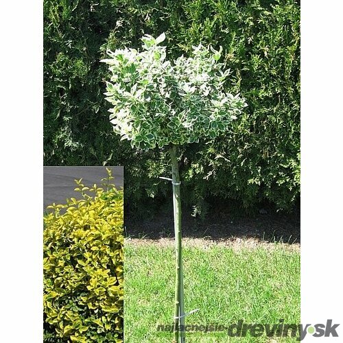 Bršlen Fortuneov Canadale Gold na kmienku, výška 100/120 cm, v črepníku Euonymus Fortunei Emerald Gold