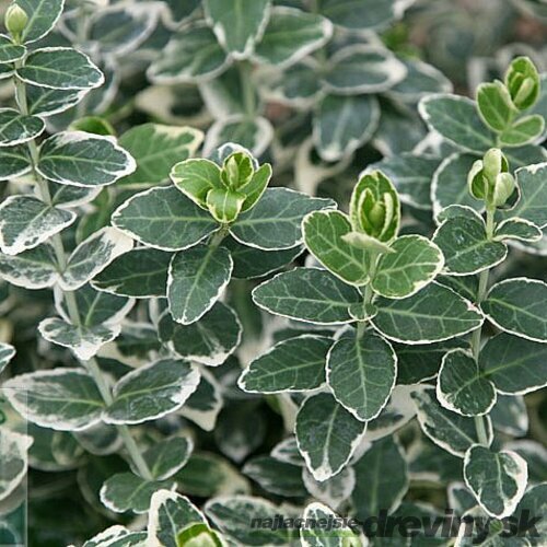 Bršlen fortuneov Emerald Gaiety, v črepníku 10/20 cm Euonymus fortunei Emerald Gaiety