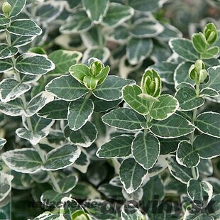 Bršlen fortuneov Emerald Gaiety, v črepníku 10/20 cm Euonymus fortunei Emerald Gaiety