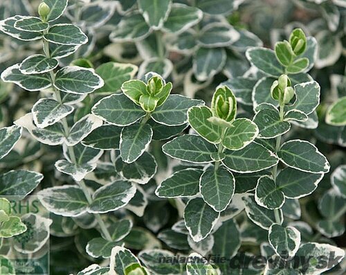Bršlen fortuneov Emerald Gaiety, v črepníku 10/20 cm Euonymus fortunei Emerald Gaiety
