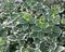 Bršlen fortuneov Emerald Gaiety, v črepníku Euonymus fortunei Emerald Gaiety