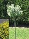 Bršlen Fortuneov Emerald Gold na kmienku, v črepníku 60 cm Euonymus Fortunei Emerald Gold