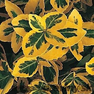 Bršlen fortuneov Emerald n Gold, v črepníku Euonymus fortunei Emerald n Gold