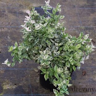 Bršlen Fortuneov Harlequin, v črepníku Euonymus fortunei Harlequin