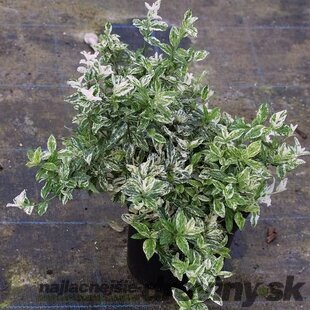 Bršlen Fortuneov Harlequin, v črepníku Euonymus fortunei Harlequin