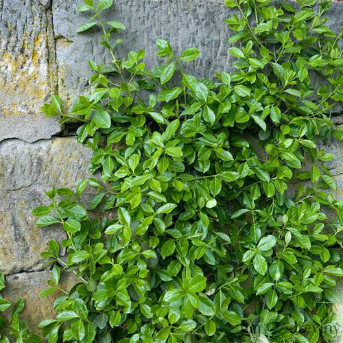 Bršlen Fortuneov Horts Blaze, v črepníku Euonymus fortunei Horts Blaze