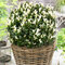 Bršlen japonský Paloma Blanca, v črepníku 2l Euonymus japonica Paloma Blanca®