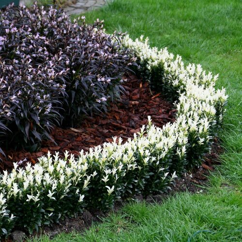 Bršlen japonský Paloma Blanca, v črepníku 2l Euonymus japonica Paloma Blanca®