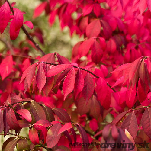 Bršlen krídlatý Compacta 30/40 cm, v črepníku Euonymus alatus Compacta