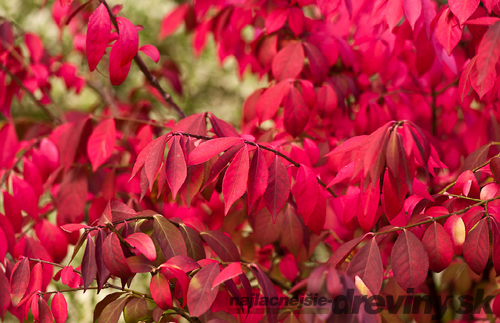 Bršlen krídlatý Compacta 30/40 cm, v črepníku Euonymus alatus Compacta