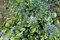 Brunera veľkolistá Sea Heart, v črepníku P9 Brunnera macrophylla Sea Heart