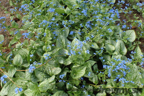 Brunera veľkolistá Sea Heart, v črepníku P9 Brunnera macrophylla Sea Heart