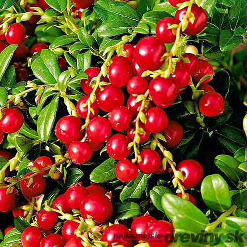 Brusnica Red Pearl, výška 20/40 cm, v črepníku 2l Vaccinium vitis-idaea Red Pearl