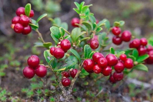 Brusnica Runo Bielawskie, výška 20/40 cm , v črepníku 1l Vaccinium vitis-idaea Runo Bielawskie