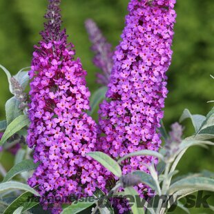 Budleja Buzz Purple All Summer Long - kvitnúca celé leto 20/30 cm, v črepníku P15 Buddleja Davidii
