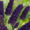 Budleja Dávidova Čierny rytier, výška 10/20 cm, v črepníku Buddleja davidii Black knight